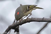 Central Park, New York City, NY, Ruby-crowned Kinglet