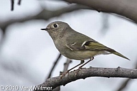 Central Park, New York City, NY, Ruby-crowned Kinglet