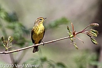 Central Park, New York City, NY, Palm Warbler