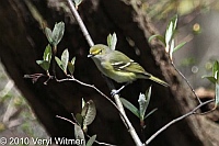Central Park, New York City, NY, White-eyed Vireo