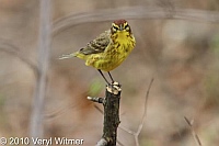 Central Park, New York City, NY, Palm Warbler