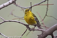 Central Park, New York City, NY, Pine Warbler