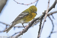 Central Park, New York City, NY, Pine Warbler