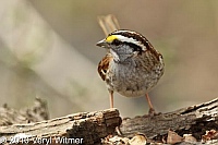 Central Park, New York City, NY, White-throated Sparrow