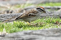 Central Park, Chipping Sparrow, New York City, NY