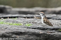Central Park, Chipping Sparrow, New York City, NY
