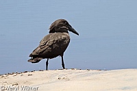 Hamerkop, Kruger National Park, Mpumalanga, South Africa