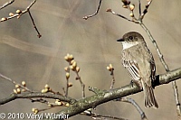 Central Park, Eastern Phoebe, New York City, NY