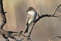 Central Park, Eastern Phoebe, New York City, NY