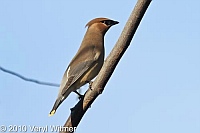 Cedar Waxwing, Central Park, New York City, NY