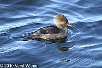 Hooded Merganser, The Reservoir, Central Park, NY