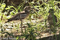 Kruger National Park, Mpumalanga, South Africa, Water Thick-knee