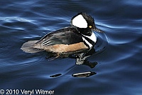 Hooded Merganser, The Reservoir, Central Park, NY