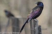 Central Park, Common Grackle, NY, New York City