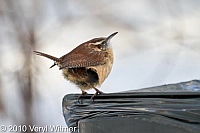 Carolina Wren, Central Park, New York City, NY