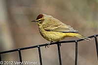 palm warbler, the point, the ramble, ny, central park, new york city