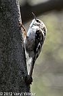 brown creeper, the point, the ramble, ny, central park, new york city