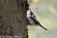 brown creeper, the point, the ramble, ny, central park, new york city