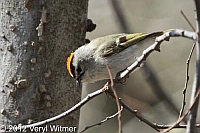 golden-crowned kinglet, the point, the ramble, ny, central park, new york city