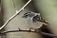 golden-crowned kinglet, the point, the ramble, ny, central park, new york city