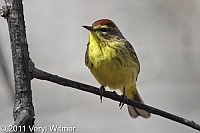 Central Park, NY, Palm Warbler