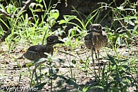 Kruger National Park, Mpumalanga, South Africa, Water Thick-knee