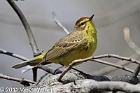 Central Park, NY, Palm Warbler