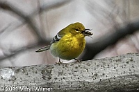 Central Park, NY, Pine Warbler, eating bee, bee