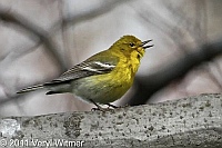 Central Park, NY, Pine Warbler