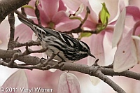 Black-and-white Warbler, Central Park, NY