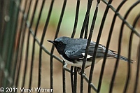 Black-throated Blue Warbler, Central Park, NY, May 3, 2011