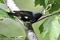Black-throated Blue Warbler, Central Park, NY, May 3, 2011