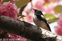 Black-throated Blue Warbler, Central Park, NY, May 3, 2011