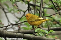 yellow Warbler, central park, ny, new york city