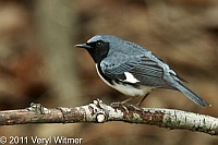 Black-throated Blue Warbler, Central Park, NY