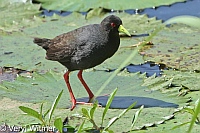 Black Crake, Kruger National Park, Mpumalanga, South Africa
