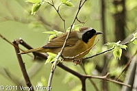 Central Park, Common Yellowthroat, NY