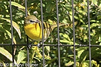 Central Park, NY, Yellow-breasted Chat