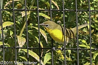 Central Park, NY, Yellow-breasted Chat