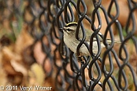Central Park, Golden-crowned Kinglet, NY