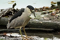 Black-crowned Night-Heron, Central Park, Fish, The Lake