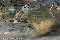 Central Park, White-crowned Sparrow, the great hill