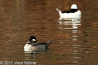 Buffleheads, Central Park, NY, The Pool