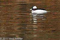 Bufflehead, Central Park, NY, The Pool