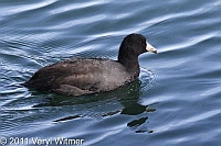 American Coot, Central Park, The Reservoir
