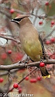 Cedar Waxwing, Central Park, NY