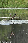 African Jacana, Kruger National Park, Mpumalanga, South Africa