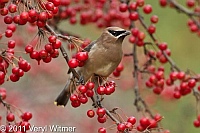 Cedar Waxwing, Central Park, NY