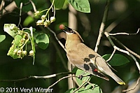 Cedar Waxwing, Central Park, NY