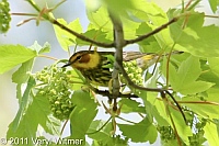 Cape May Warbler, Central Park, NY